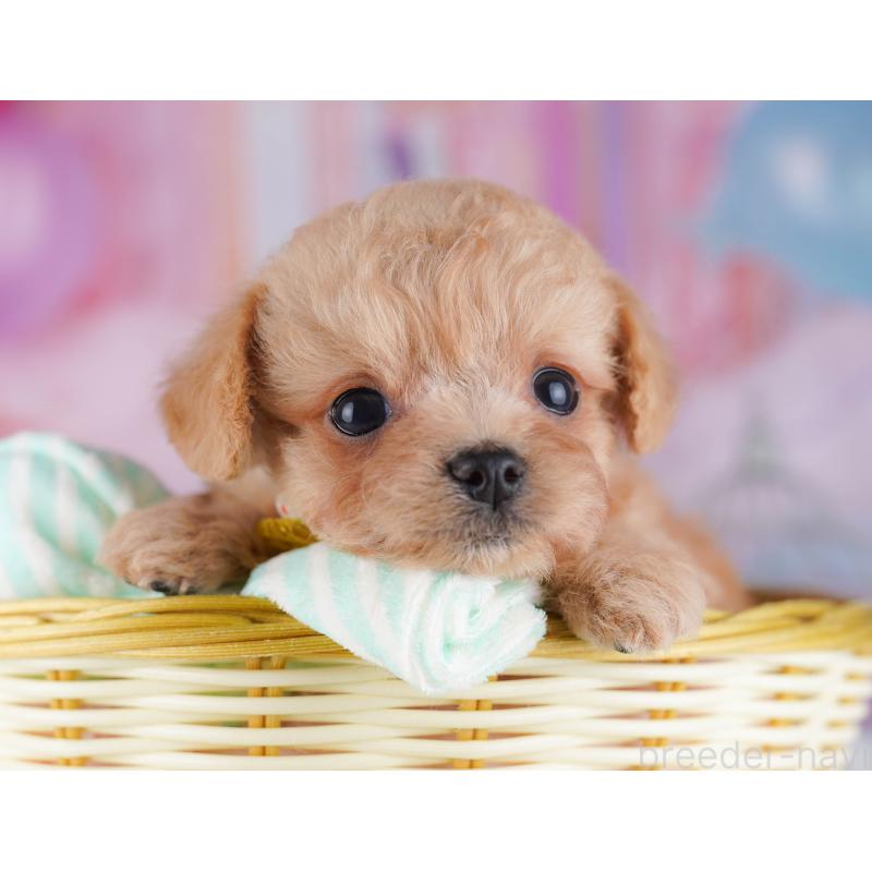 販売中の千葉県のチワプー:チワワ×トイプードル-429950の9枚目