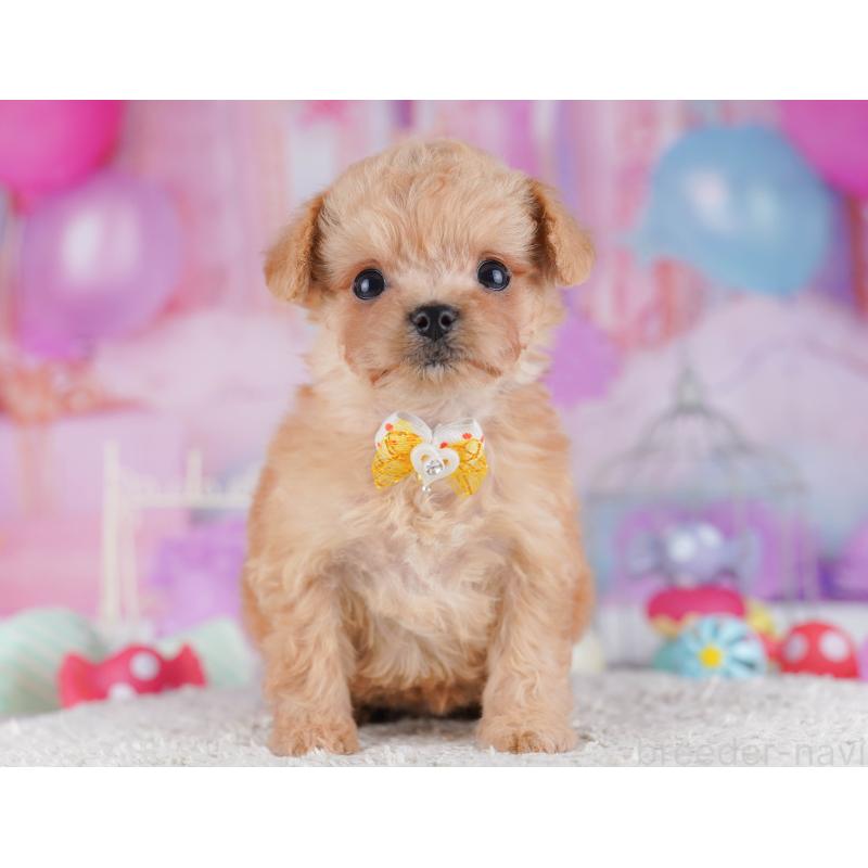 販売中の千葉県のチワプー:チワワ×トイプードル-429950の8枚目