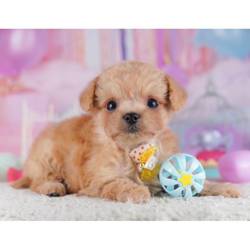 販売中の千葉県のチワプー:チワワ×トイプードル-429950の6枚目