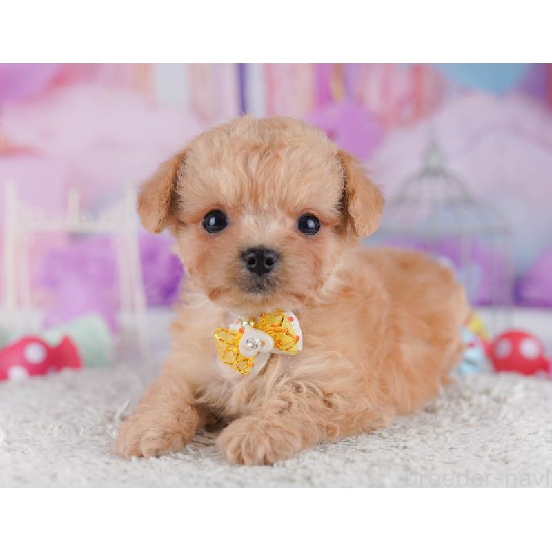 販売中の千葉県のチワプー:チワワ×トイプードル-429950の4枚目