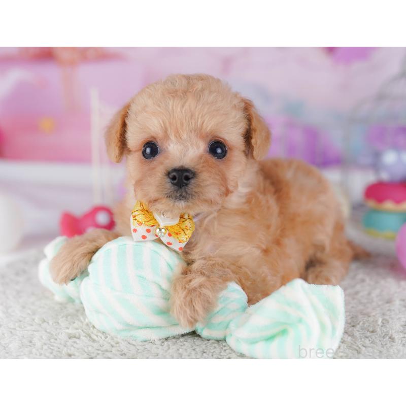 販売中の千葉県のチワプー:チワワ×トイプードル-429950の1枚目