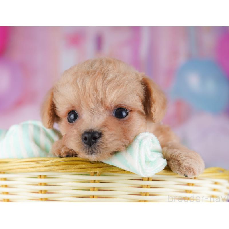 販売中の千葉県のチワプー:チワワ×トイプードル-429950の3枚目