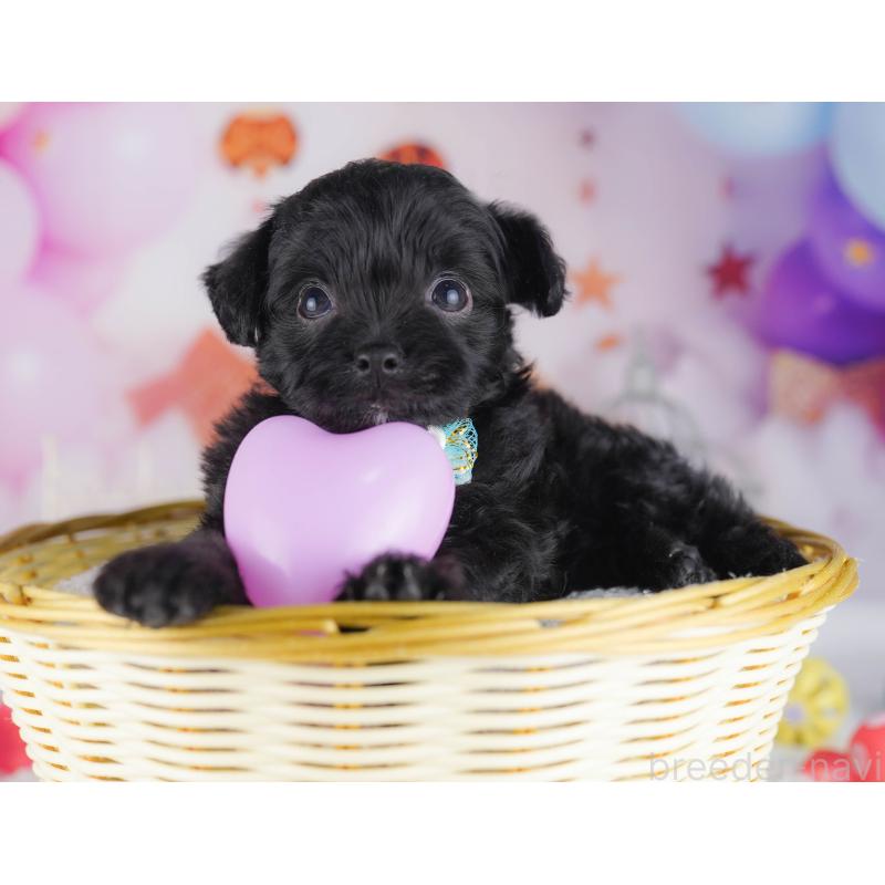 販売中の千葉県のチワプー:チワワ×トイプードル-429948