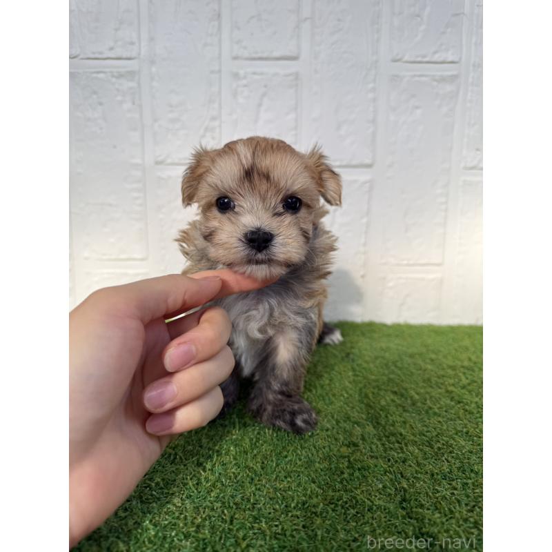 販売中の徳島県のマルキー:マルチーズ×ヨークシャーテリア-429899の2枚目