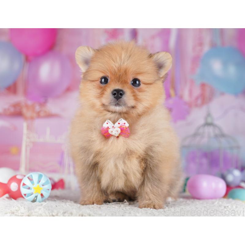 販売中の千葉県のポメラニアン-429944の10枚目