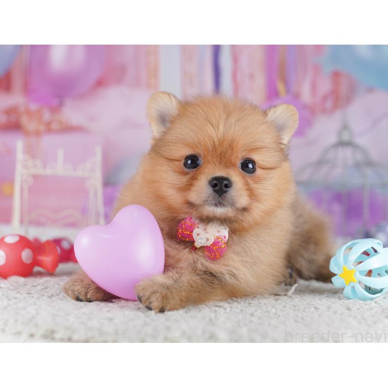 販売中の千葉県のポメラニアン-429944の9枚目