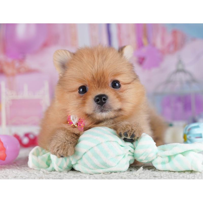 販売中の千葉県のポメラニアン-429944の8枚目