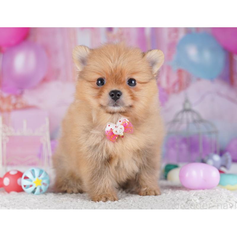 販売中の千葉県のポメラニアン-429944の7枚目