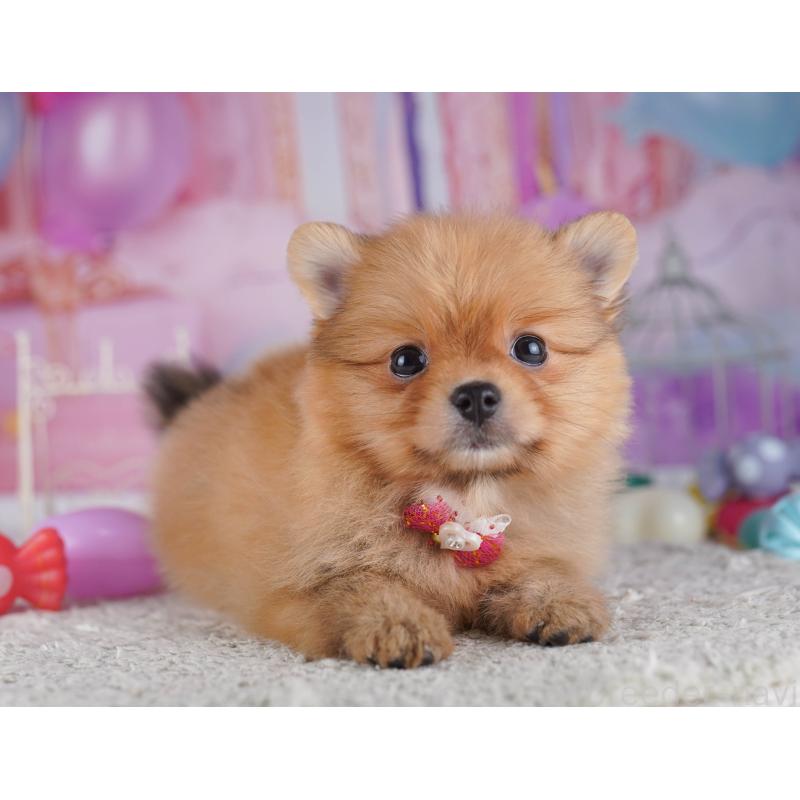 販売中の千葉県のポメラニアン-429944の6枚目