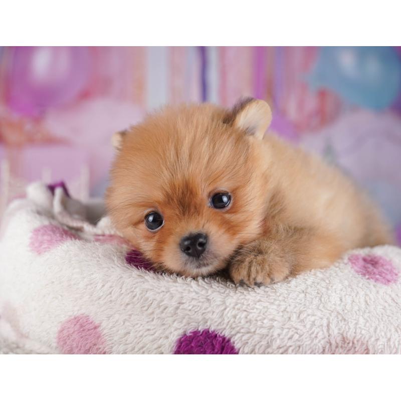 販売中の千葉県のポメラニアン-429944の5枚目