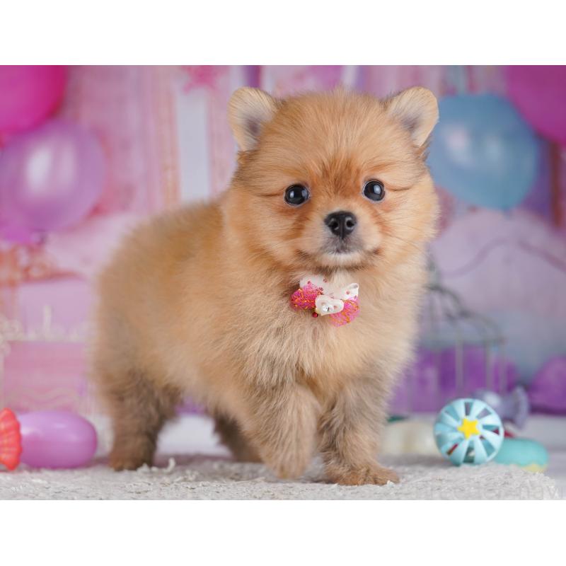 販売中の千葉県のポメラニアン-429944の4枚目