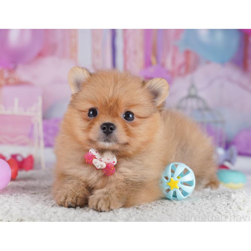 販売中の千葉県のポメラニアン-429944の3枚目