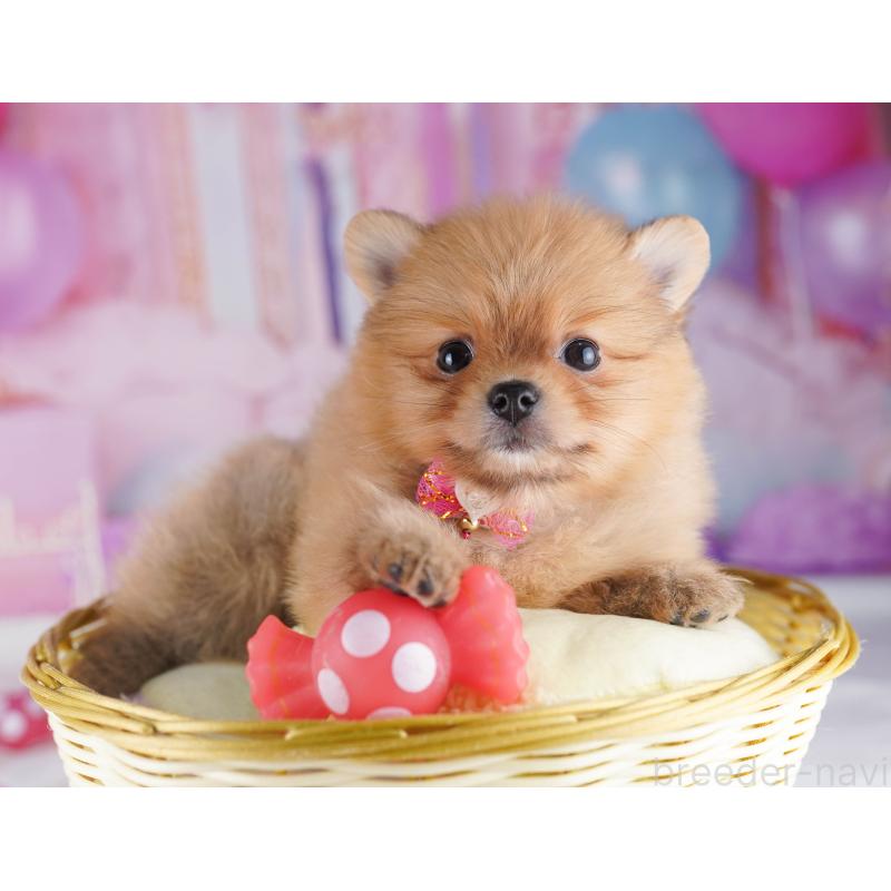 販売中の千葉県のポメラニアン-429944の1枚目