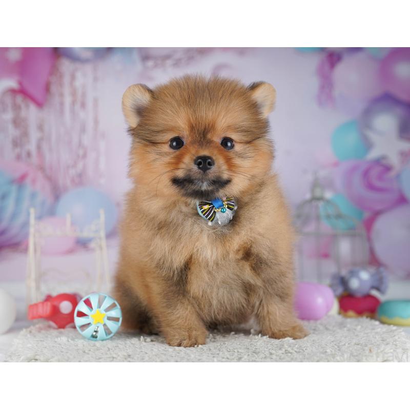 販売中の千葉県のポメラニアン-429939の10枚目