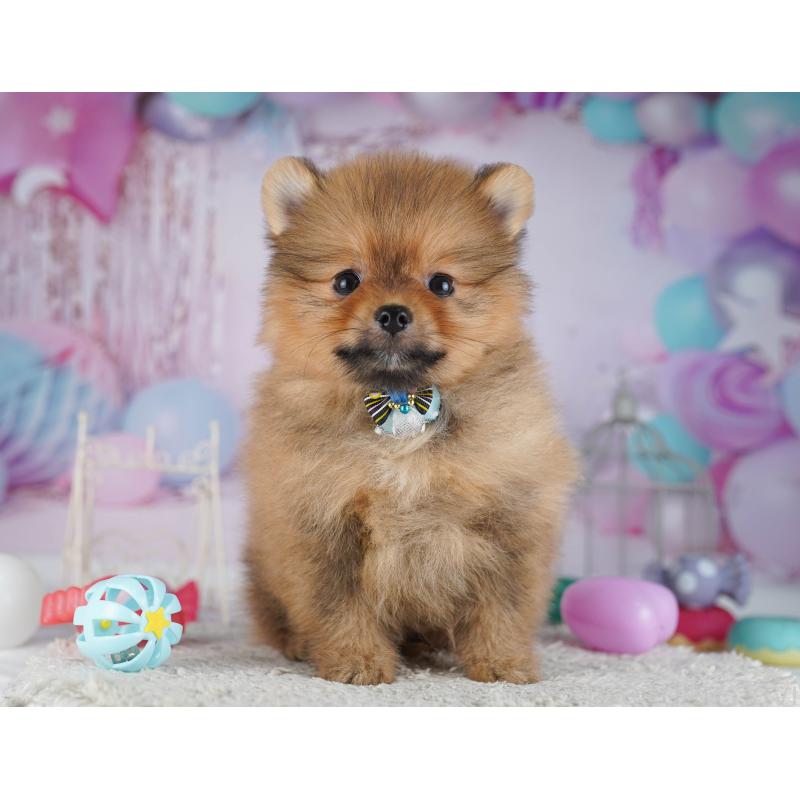 販売中の千葉県のポメラニアン-429939の8枚目