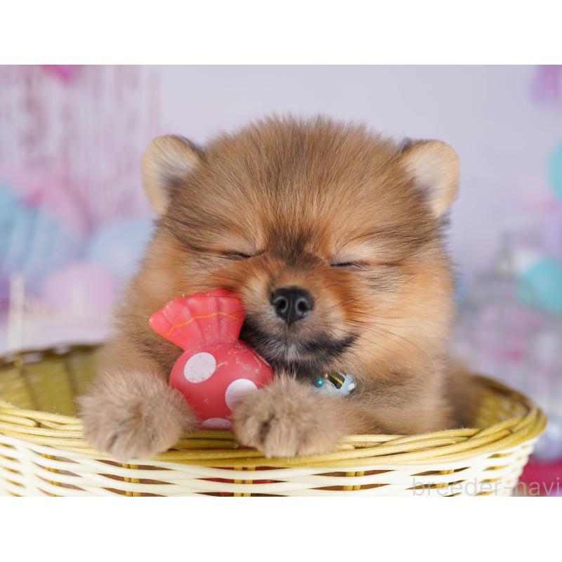 販売中の千葉県のポメラニアン-429939の4枚目