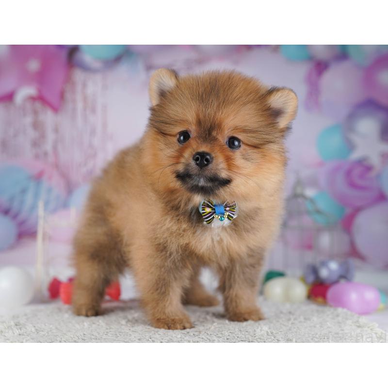 販売中の千葉県のポメラニアン-429939の2枚目