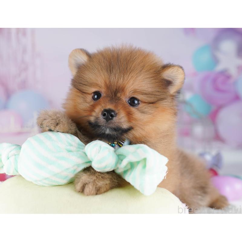 販売中の千葉県のポメラニアン-429939の3枚目