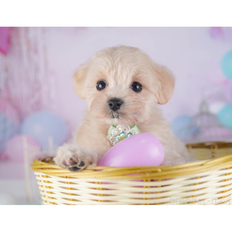 販売中の千葉県のマルプー:マルチーズ×トイプードル-429936の11枚目