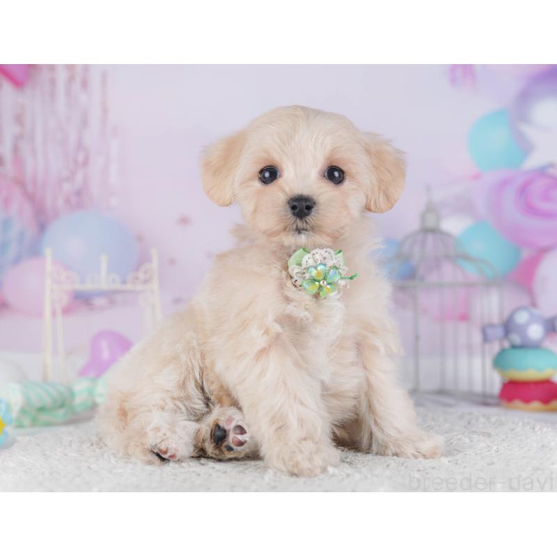 販売中の千葉県のマルプー:マルチーズ×トイプードル-429936の10枚目