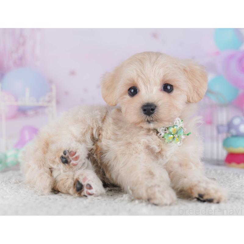 販売中の千葉県のマルプー:マルチーズ×トイプードル-429936の9枚目