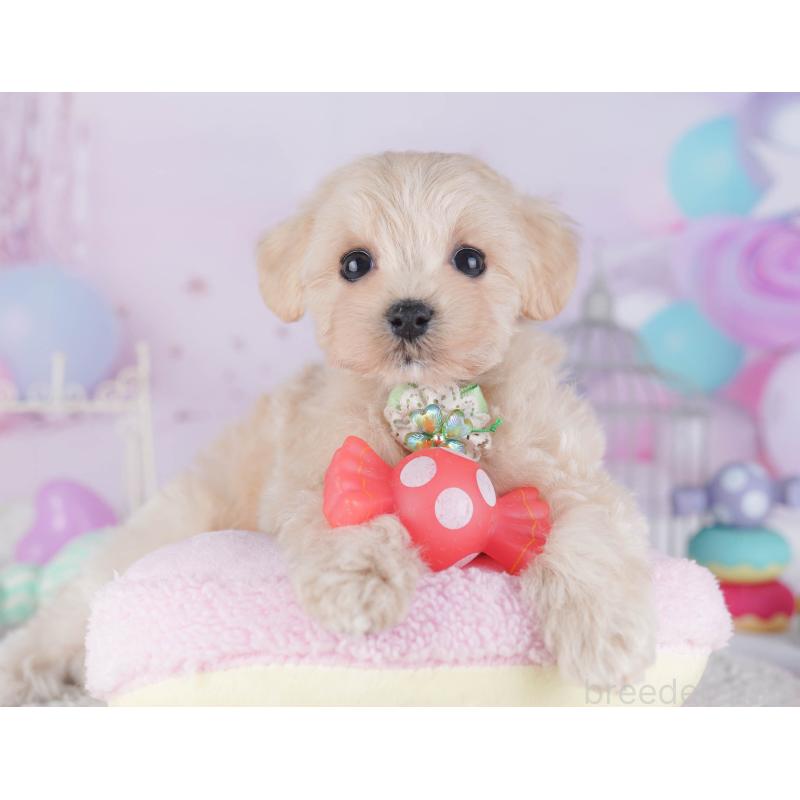 販売中の千葉県のマルプー:マルチーズ×トイプードル-429936