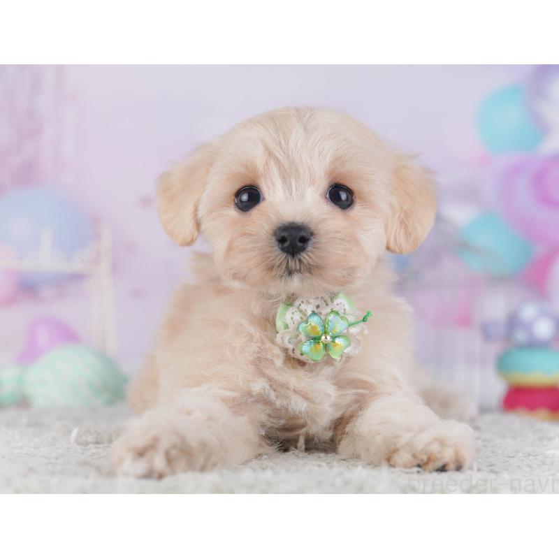 販売中の千葉県のマルプー:マルチーズ×トイプードル-429936の8枚目