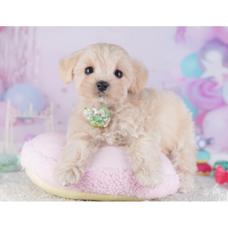 販売中の千葉県のマルプー:マルチーズ×トイプードル-429936の7枚目