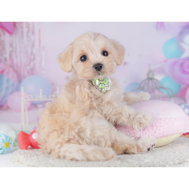 販売中の千葉県のマルプー:マルチーズ×トイプードル-429936の6枚目