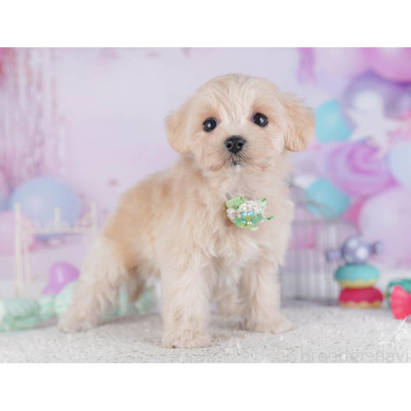 販売中の千葉県のマルプー:マルチーズ×トイプードル-429936の5枚目