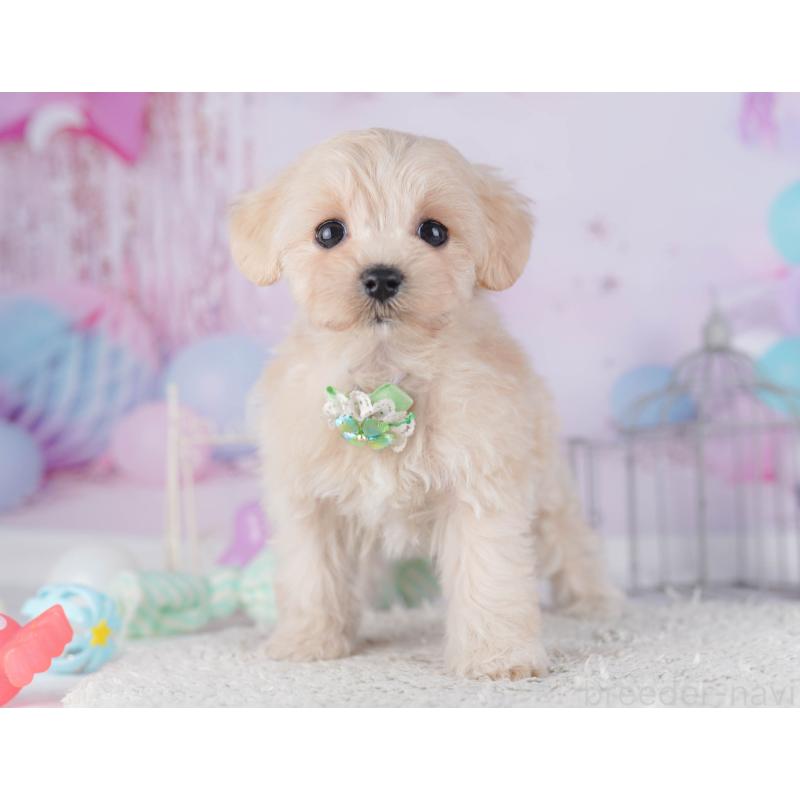 販売中の千葉県のマルプー:マルチーズ×トイプードル-429936の4枚目