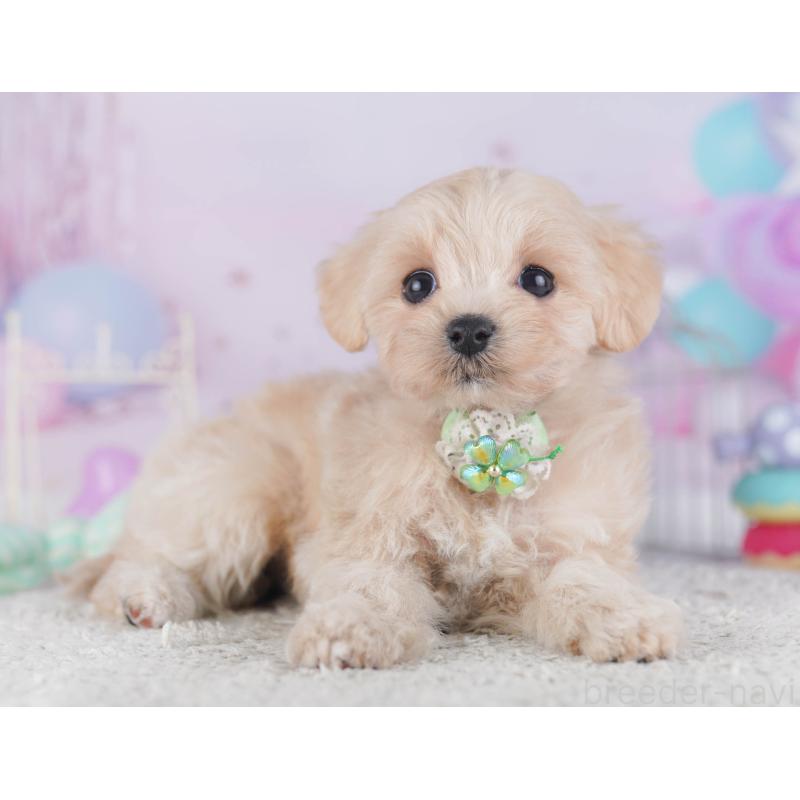 販売中の千葉県のマルプー:マルチーズ×トイプードル-429936の3枚目