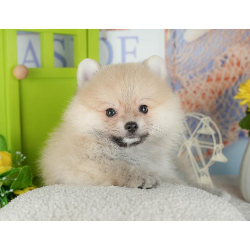 販売中の千葉県のポメラニアン-430203の1枚目