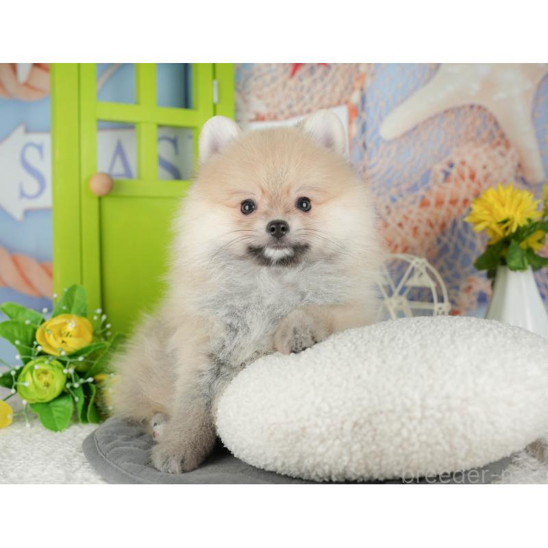 販売中の千葉県のポメラニアン-430203の11枚目