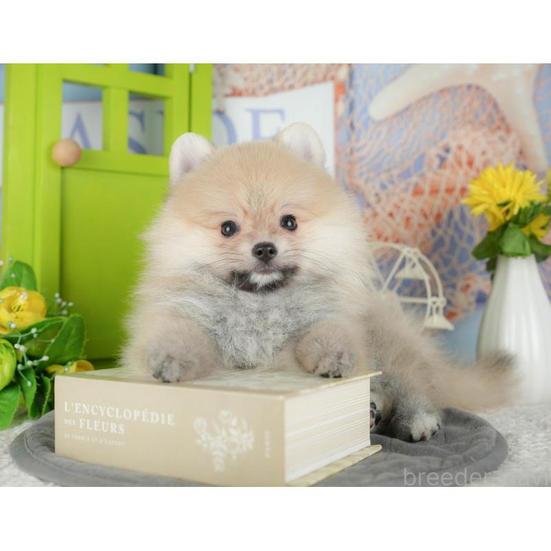 販売中の千葉県のポメラニアン-430203の10枚目