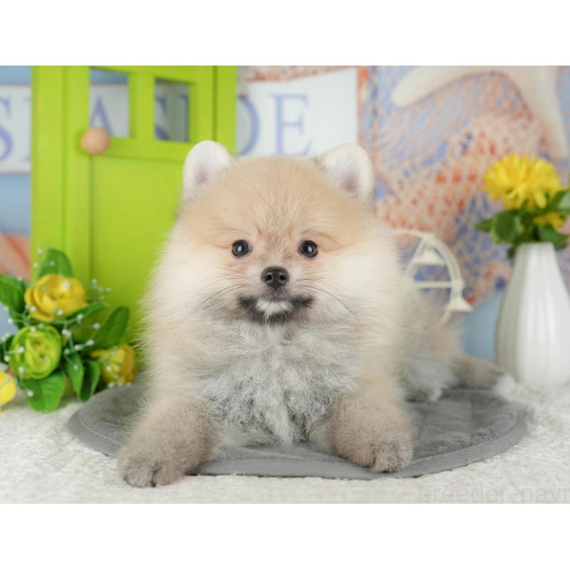 販売中の千葉県のポメラニアン-430203の9枚目