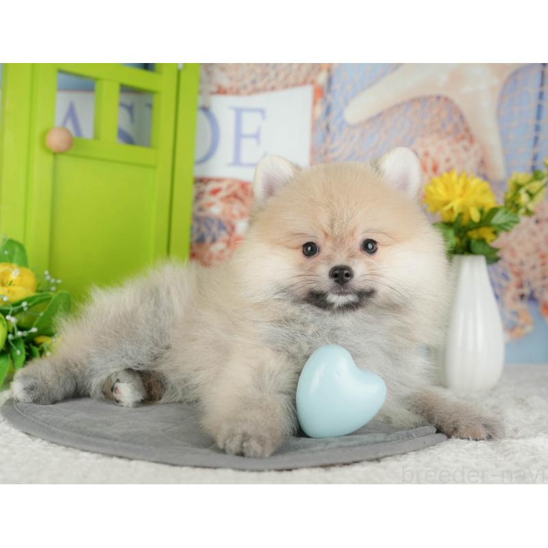 販売中の千葉県のポメラニアン-430203の8枚目