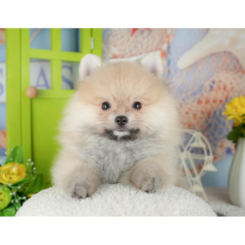 販売中の千葉県のポメラニアン-430203の7枚目