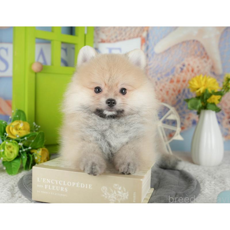 販売中の千葉県のポメラニアン-430203の6枚目