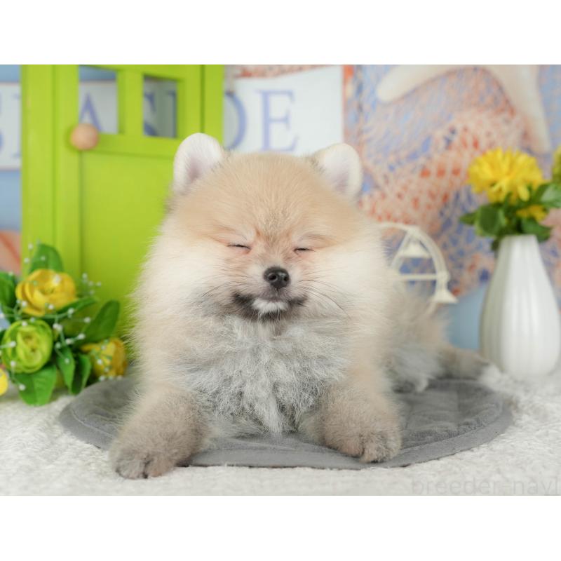 販売中の千葉県のポメラニアン-430203の5枚目