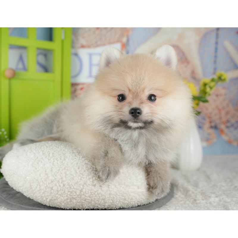 販売中の千葉県のポメラニアン-430203の4枚目