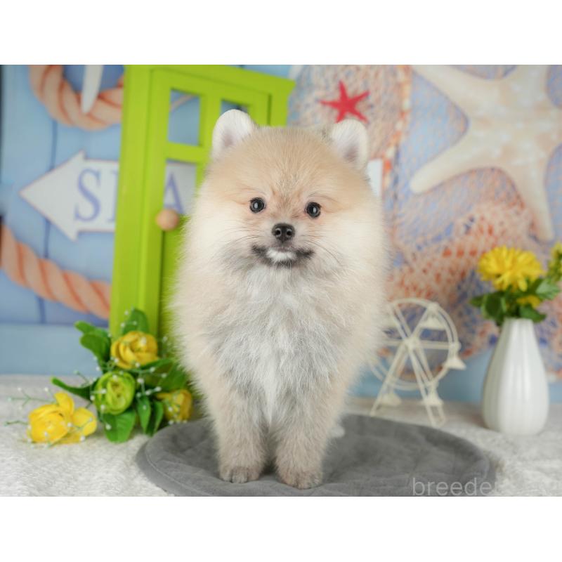 販売中の千葉県のポメラニアン-430203の3枚目
