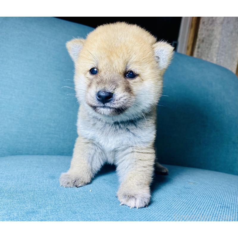 成約済の静岡県の豆柴-428480の5枚目