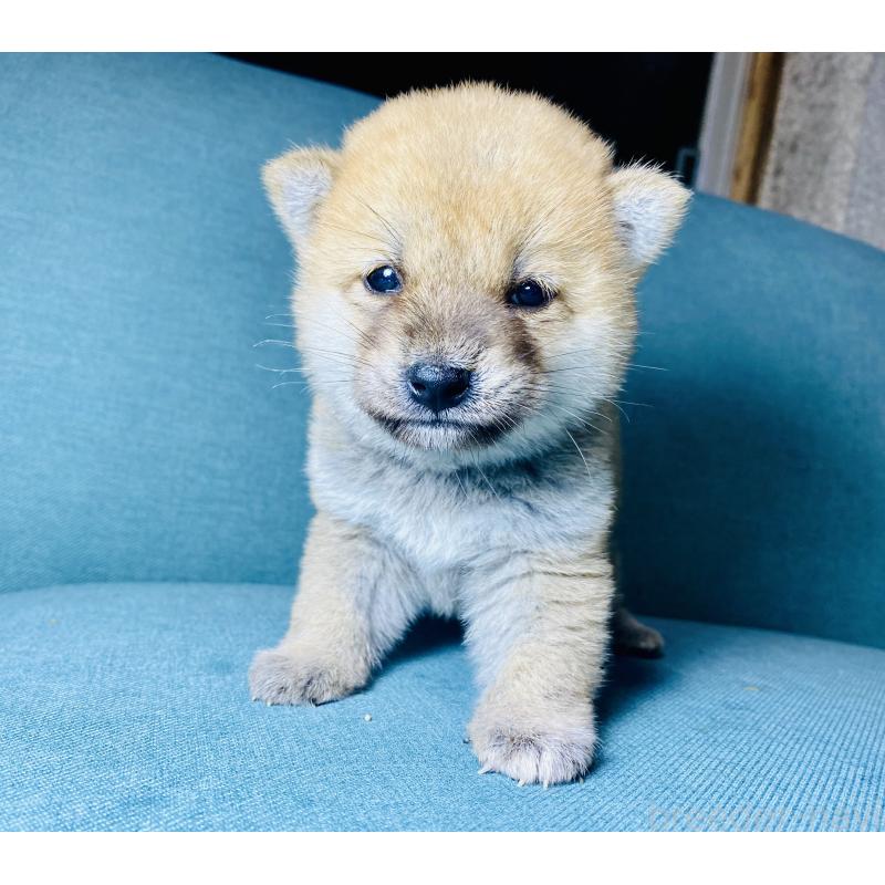 成約済の静岡県の豆柴-428480の4枚目