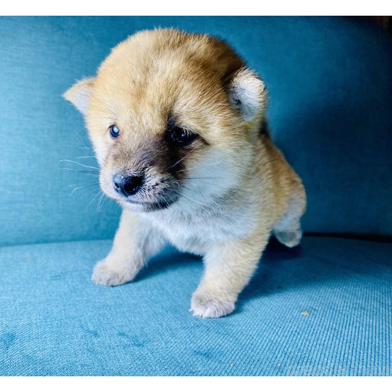 成約済の静岡県の豆柴-428480の3枚目