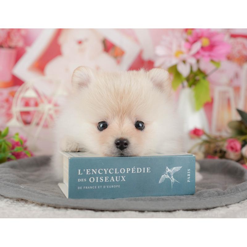 販売中の千葉県のポメラニアン-430200