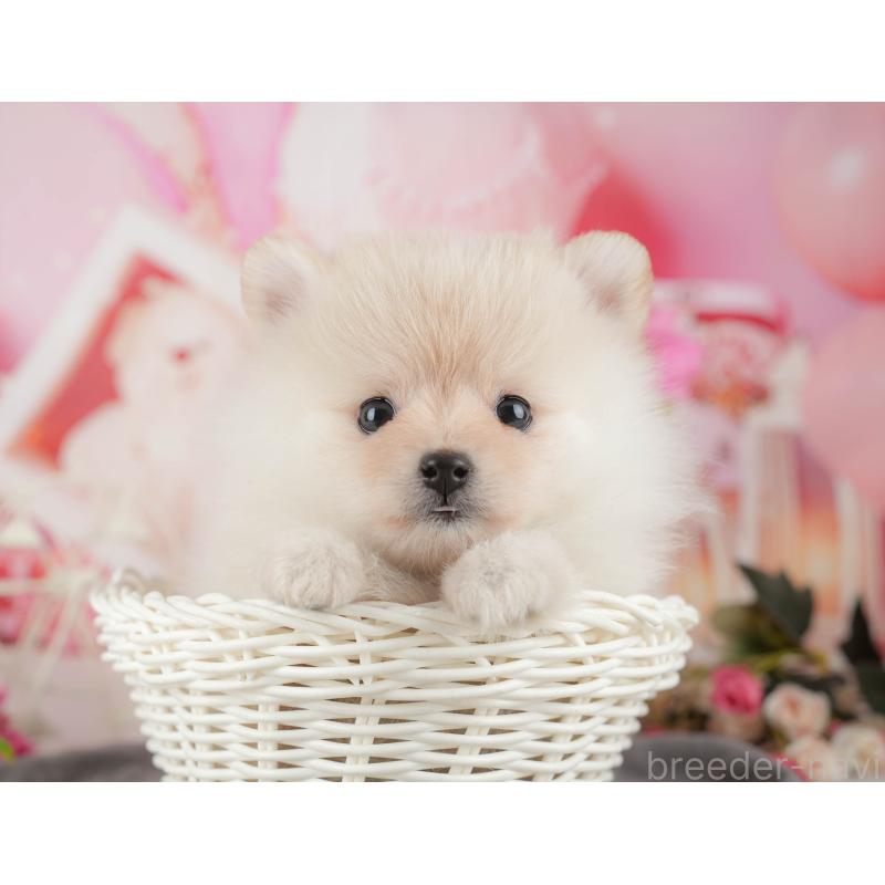 販売中の千葉県のポメラニアン-430200の11枚目