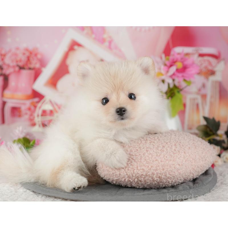 販売中の千葉県のポメラニアン-430200の10枚目