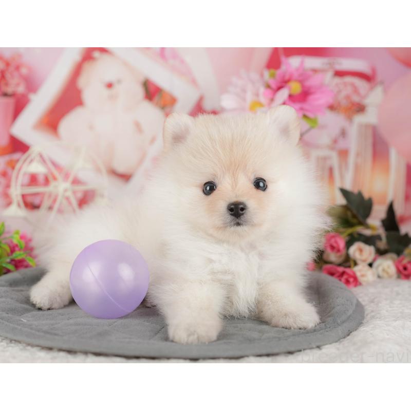 販売中の千葉県のポメラニアン-430200の9枚目