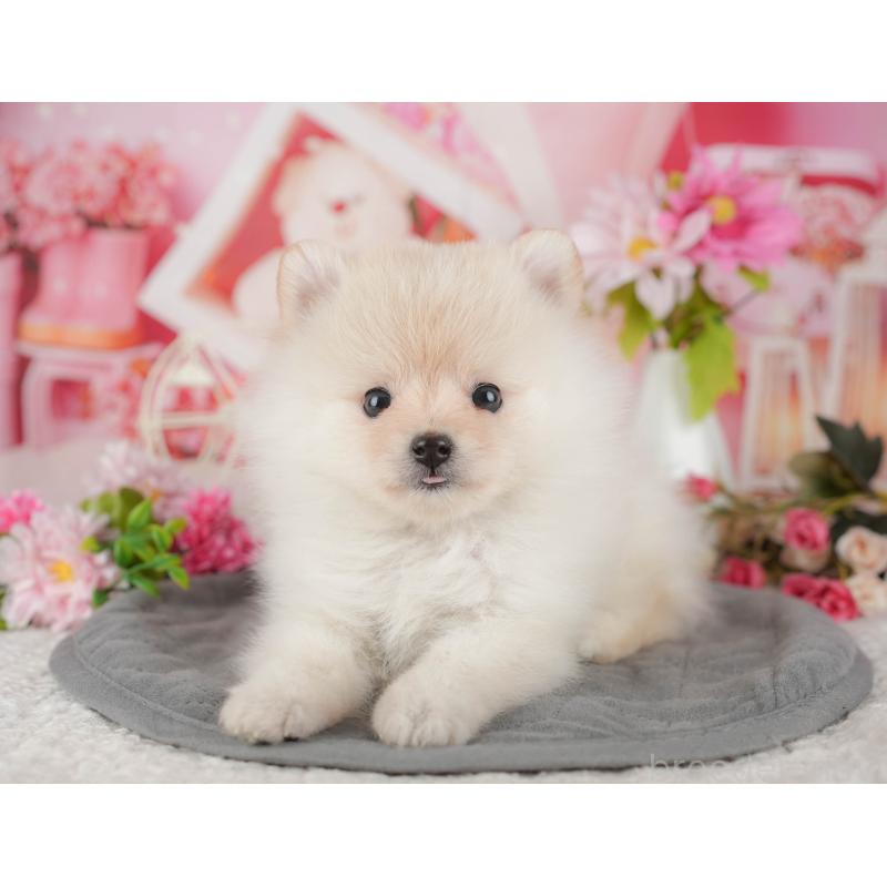 販売中の千葉県のポメラニアン-430200の8枚目